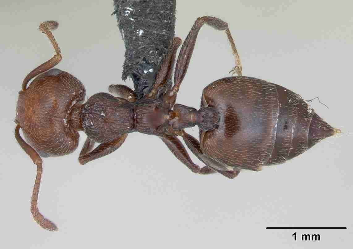 formiche del legno come eliminarle