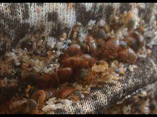 cimice dei letti