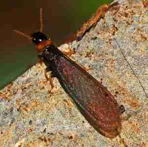 Kalotermes flavicollis