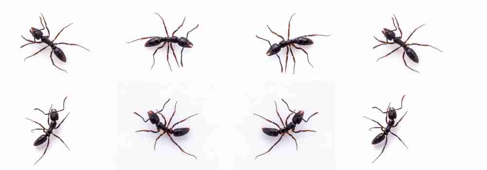formiche che escono dal battiscopa