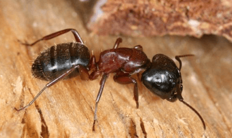 formiche volanti in casa da dove vengono