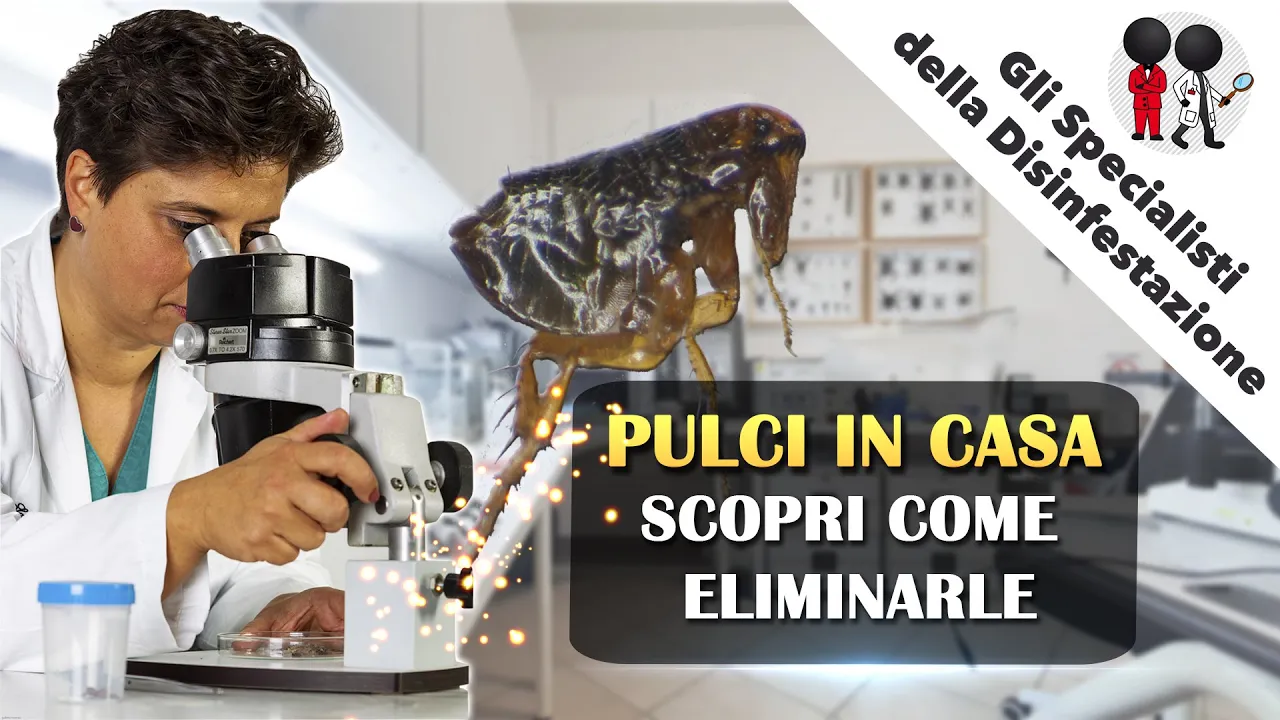 pulci in casa