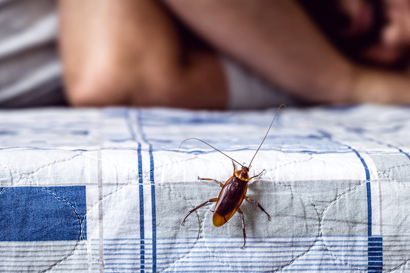 gli scarafaggi salgono sul letto